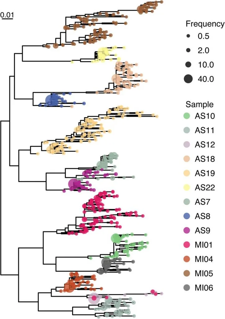 Estimation of Full-Length TprK Diversity in Treponema pallidum subspecies pallidum