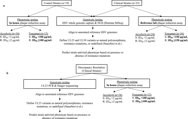 Genotypic testing improves detection of antiviral resistance in human herpes simplex virus