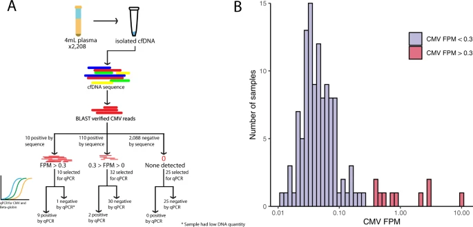 High-resolution profiling of human cytomegalovirus cell-free DNA in human plasma highlights its exceptionally fragmented nature