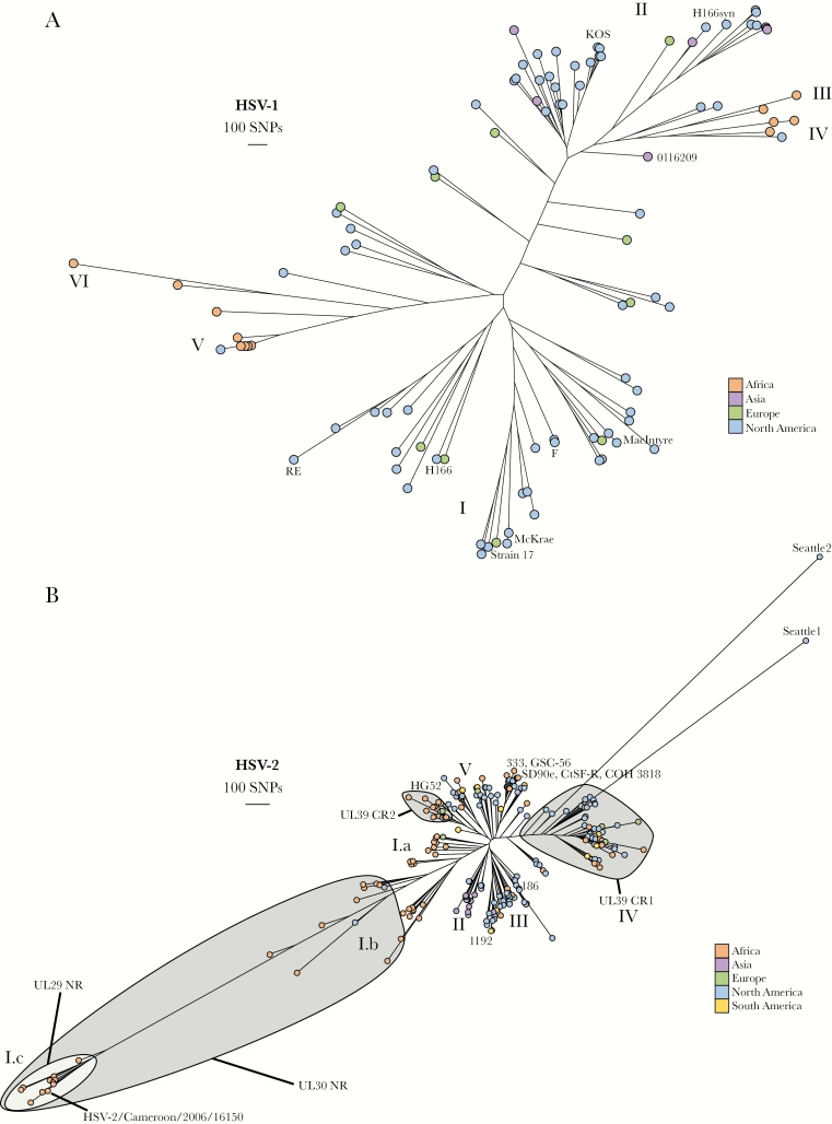 Large, Stable, Contemporary Interspecies Recombination Events in Circulating Human Herpes Simplex Viruses