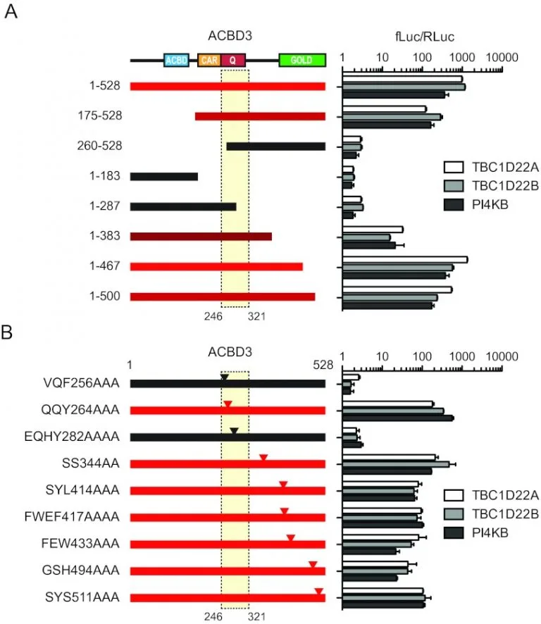 ACBD3 Interaction with TBC1 domain 22 protein is differentially affected by enteroviral and kobuviral 3A protein binding.