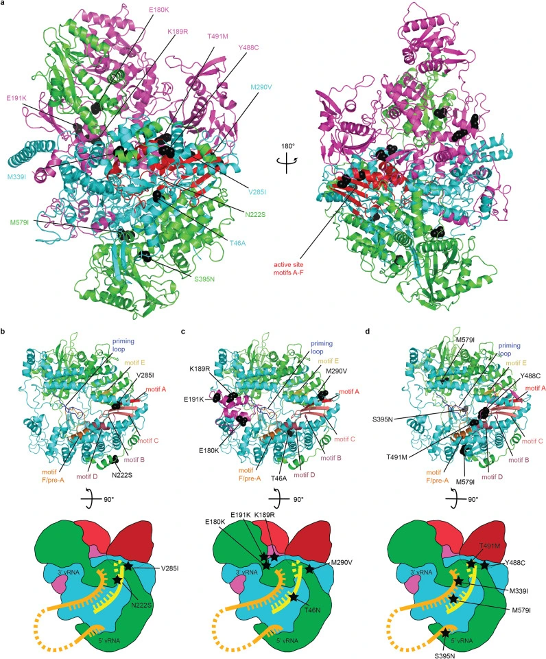 Influenza A virus resistance to 4'-fluorouridine coincides with viral attenuation in vitro and in vivo