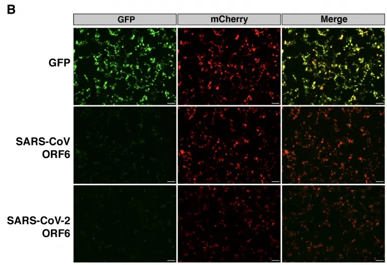 SARS-CoV-2 ORF6 disrupts nucleocytoplasmic transport through interactions with Rae1 and Nup98