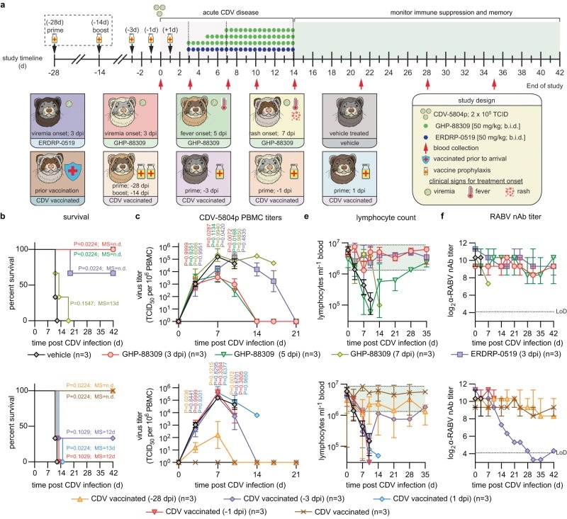 Therapeutic mitigation of measles-like immune amnesia and exacerbated disease after prior respiratory virus infections in ferrets